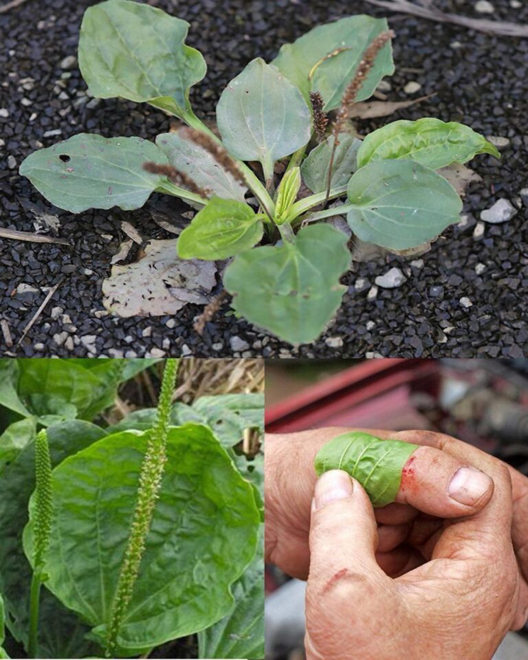 El Llantén Mayor: Una Joya de la Medicina Natural