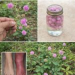 Descubre los Beneficios Escondidos de la Mimosa Pudica en tu Jardín