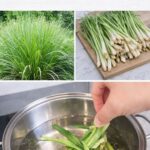 Cómo Preparar Té de Hierba Limón y sus Beneficios para la Salud