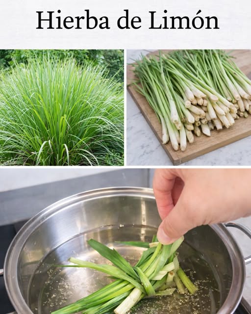 Hierba de Limón