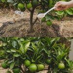 Elixir Casero para Limonero en Flor Todo el Año