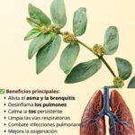 Descubre la Euphorbia Hirta y Sus Beneficios para la Salud
