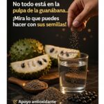 Semillas de Guanábana Beneficios Digestivos y Propiedades Antimicrobianas que Debes Conocer