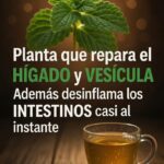Toronjil la planta natural que apoya la salud del hígado y la vesícula